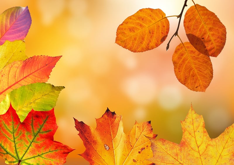 Autumn Display
