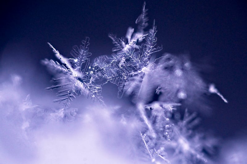 Winter Display